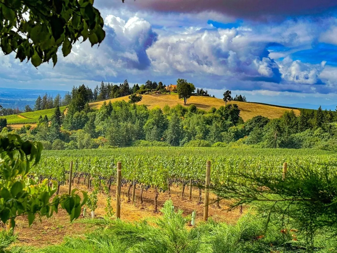 Oregon vineyards.